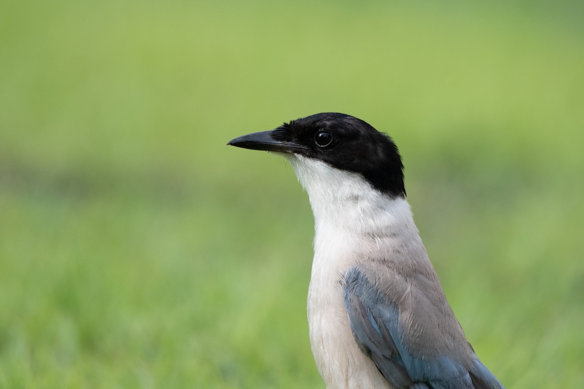 Azure-winged Magpie - Sangyoon Lee