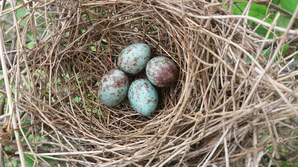 Rose-breasted Grosbeak - Milwaukee County Parks Natural Areas Staff