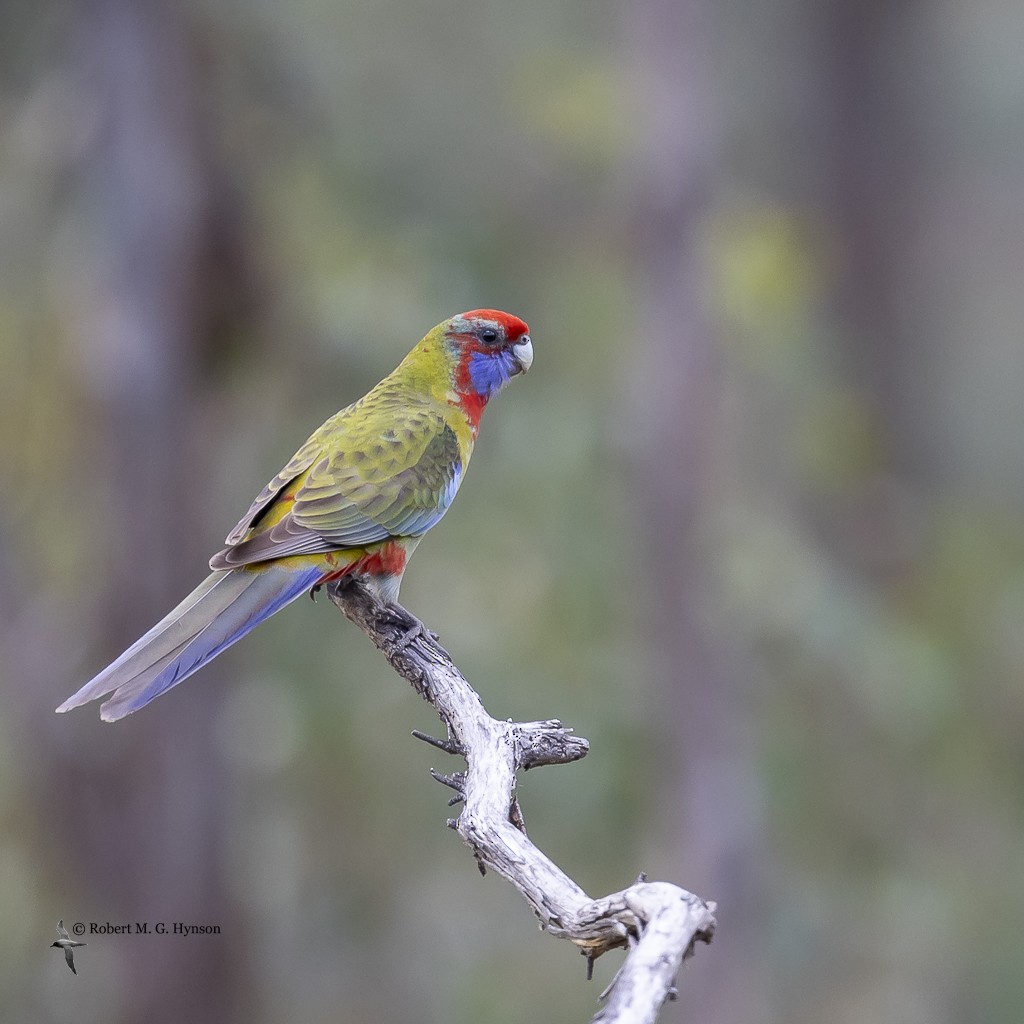 Crimson Rosella - ML593898991