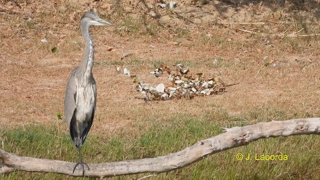 Gray Heron - ML593900241