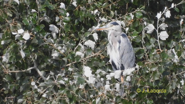 Gray Heron - ML593900251