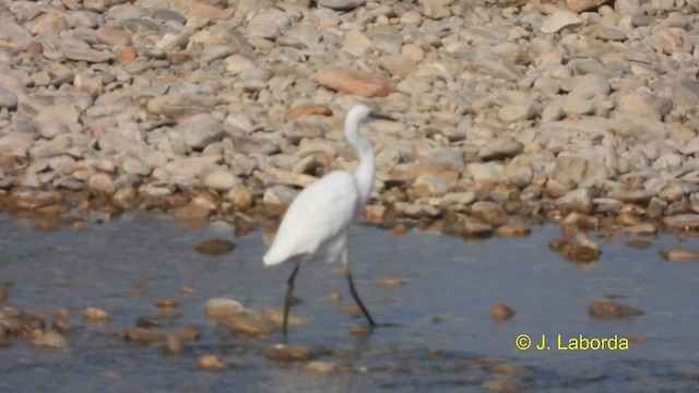 Little Egret - ML593900261