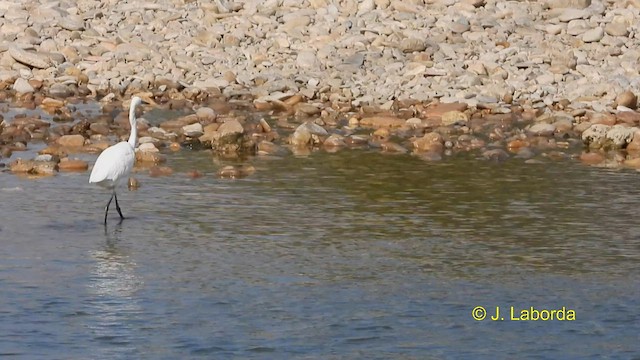 Little Egret - ML593900271