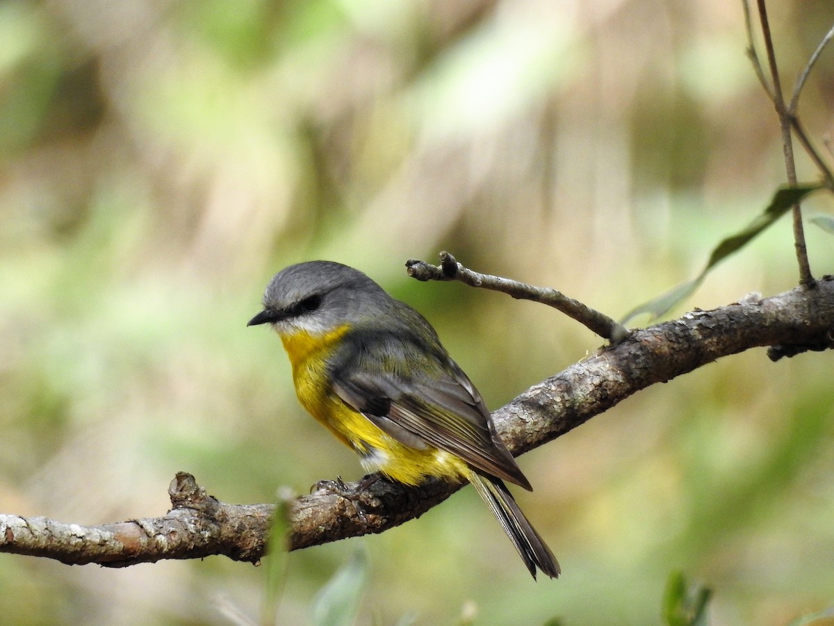 Eastern Yellow Robin - ML593900661