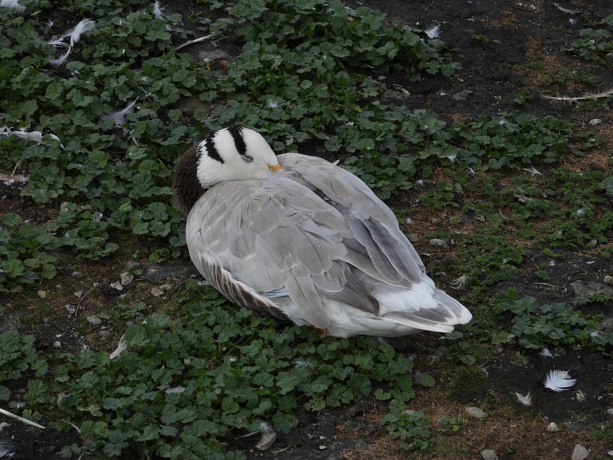 Bar-headed Goose - ML593901371