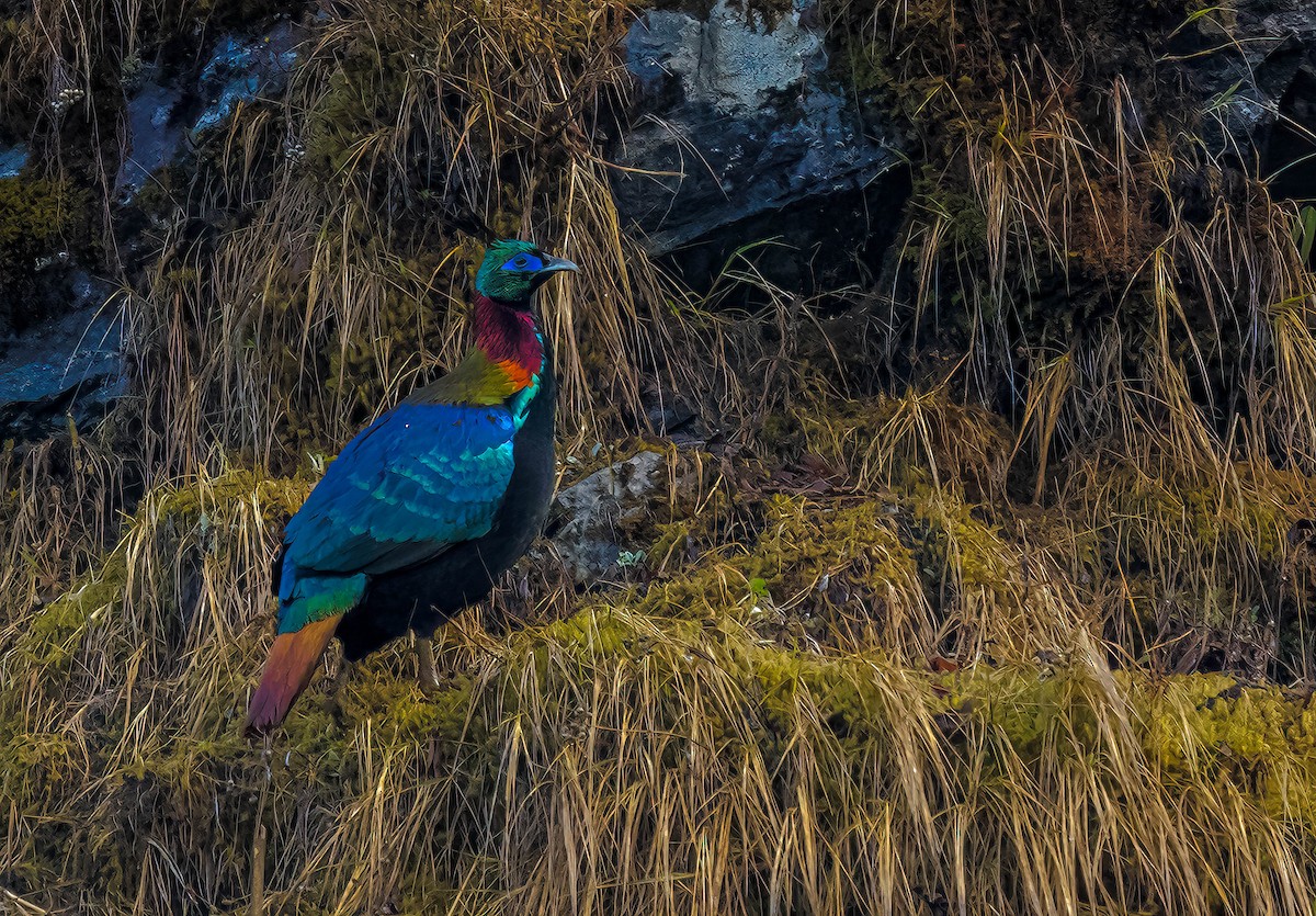 Himalayan Monal - ML593901401