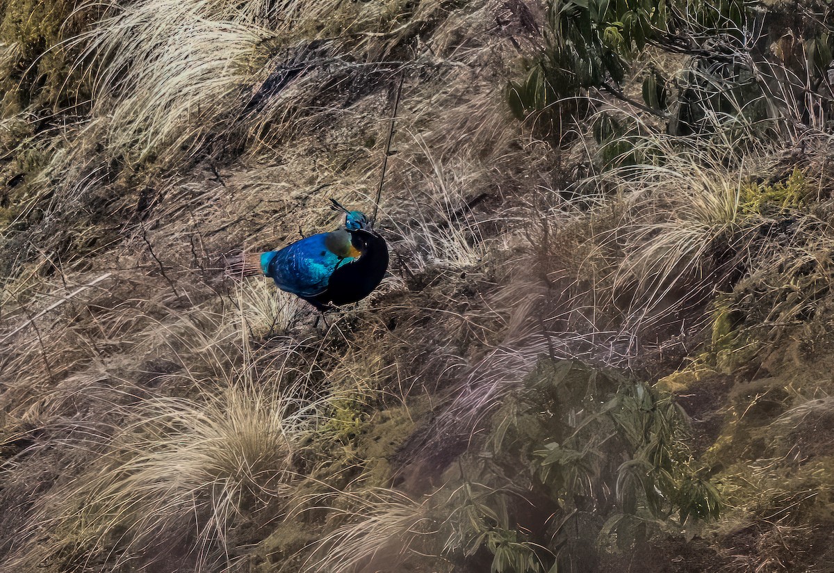 Himalayan Monal - ML593901411