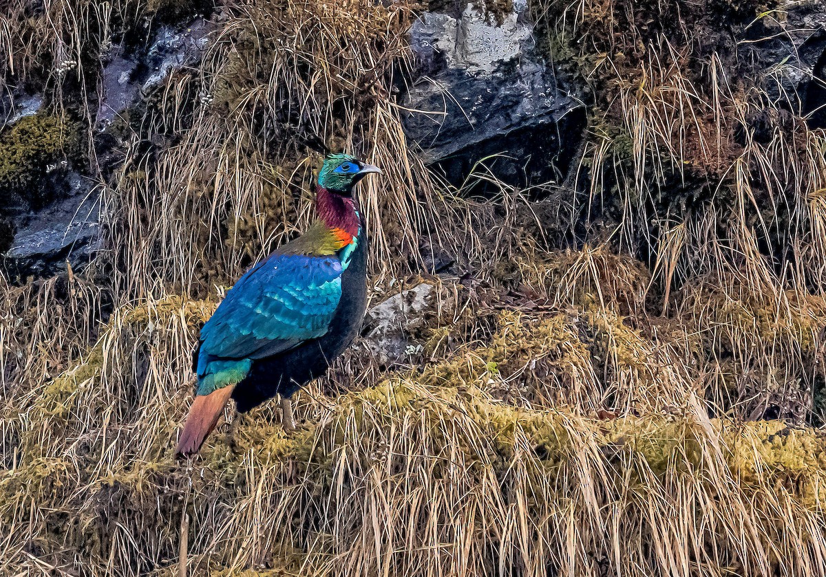 Himalayan Monal - ML593901421