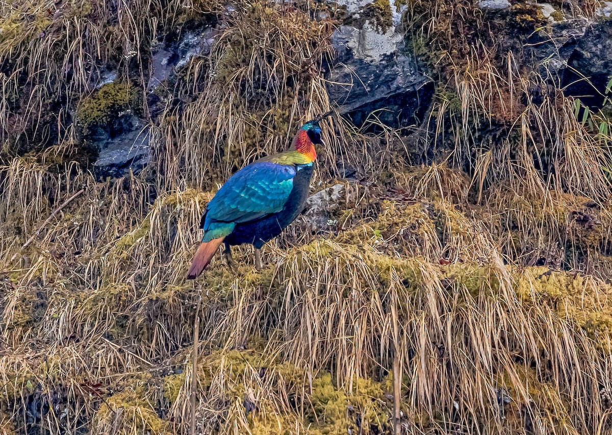 Himalayan Monal - ML593901431