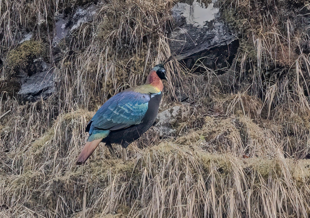 Himalayan Monal - ML593901441