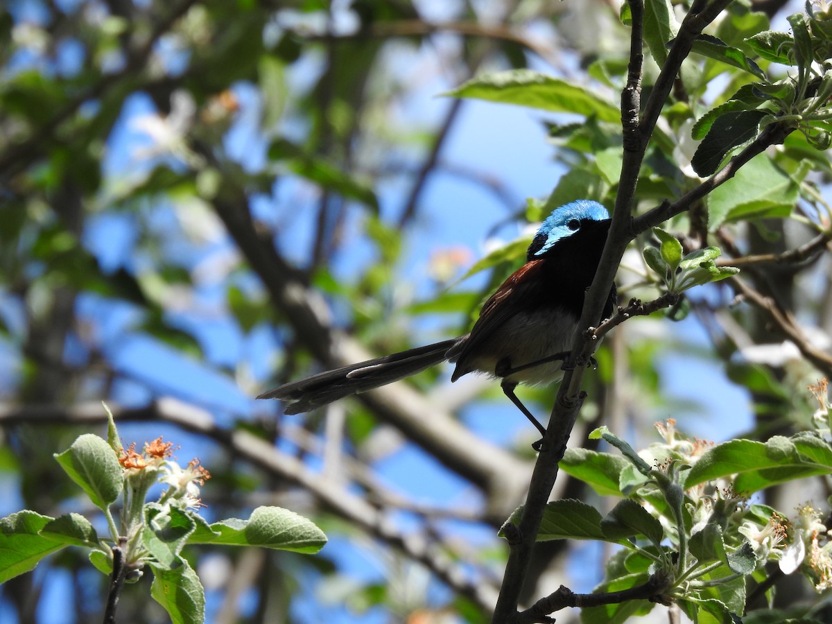 Red-winged Fairywren - ML593902171