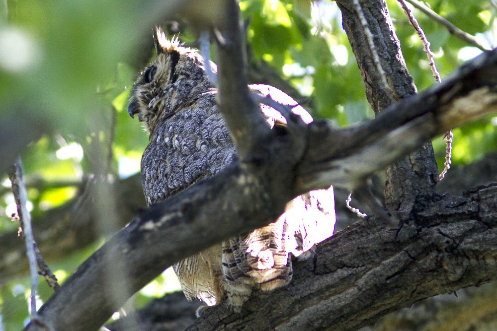 Great Horned Owl - Richard Bunn