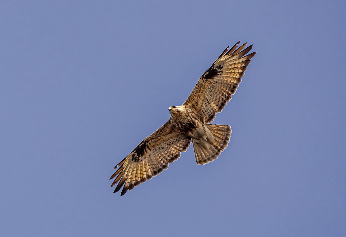 Himalayan Buzzard - Prabhakar T P