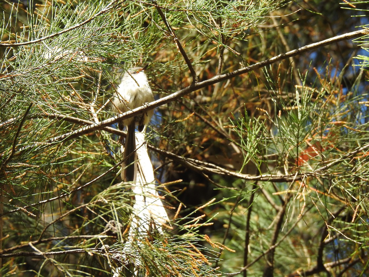 fairywren sp. - ML593905301