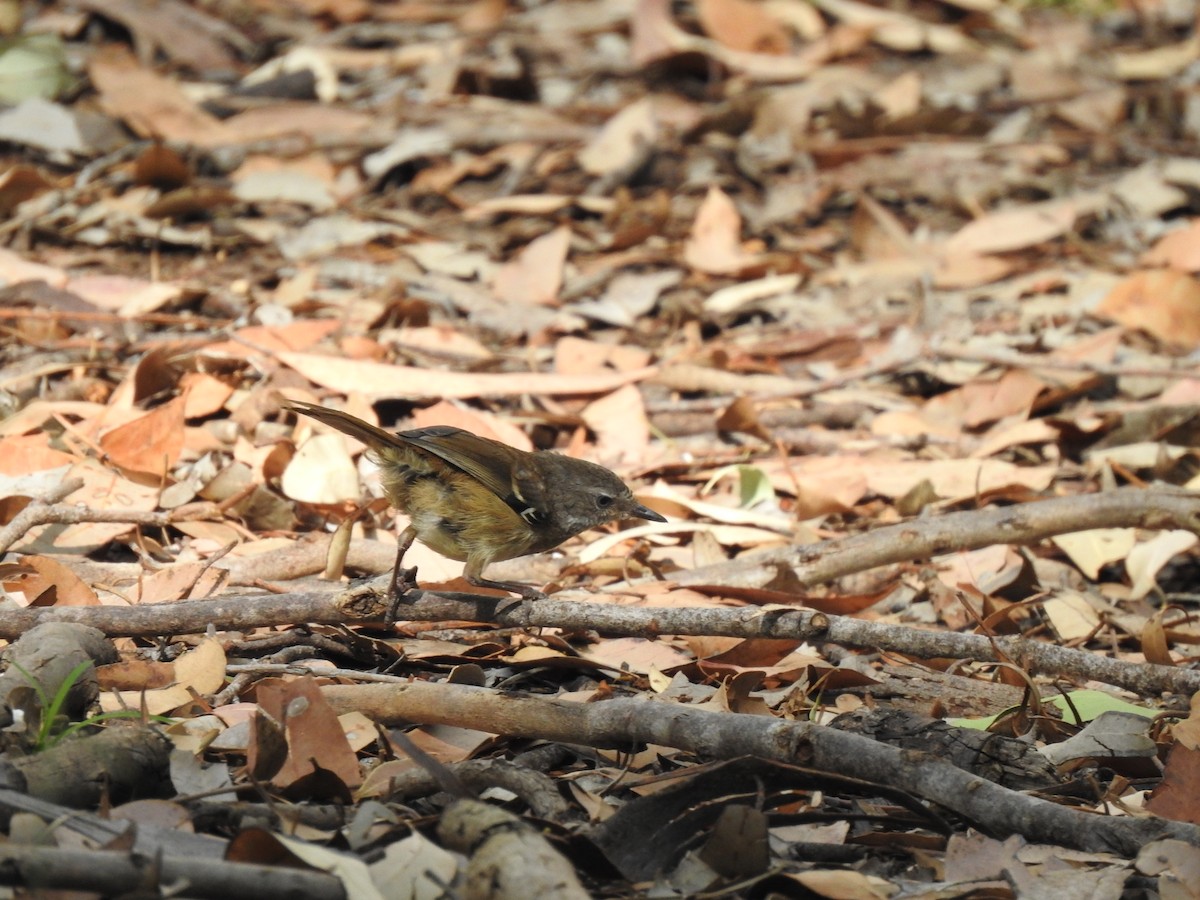 Sedosito Cejiblanco (grupo maculatus) - ML593905321