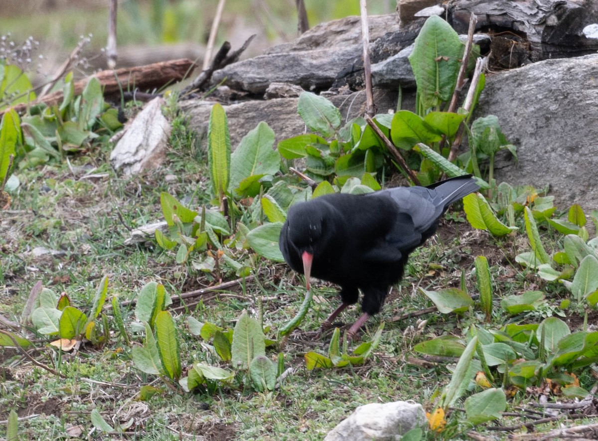 Red-billed Chough - ML593905451