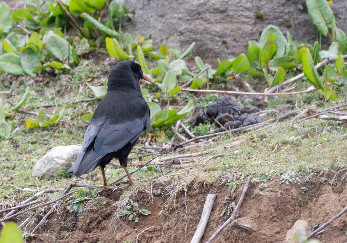 Red-billed Chough - ML593905491