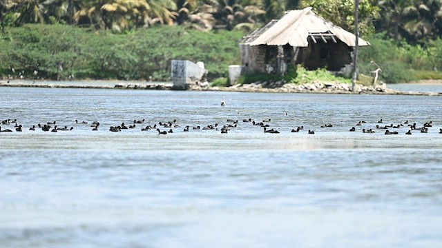Eurasian Coot - ML593905741