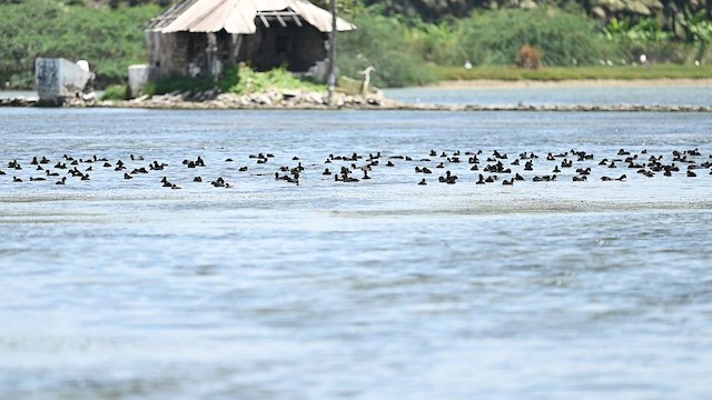 Eurasian Coot - ML593905771