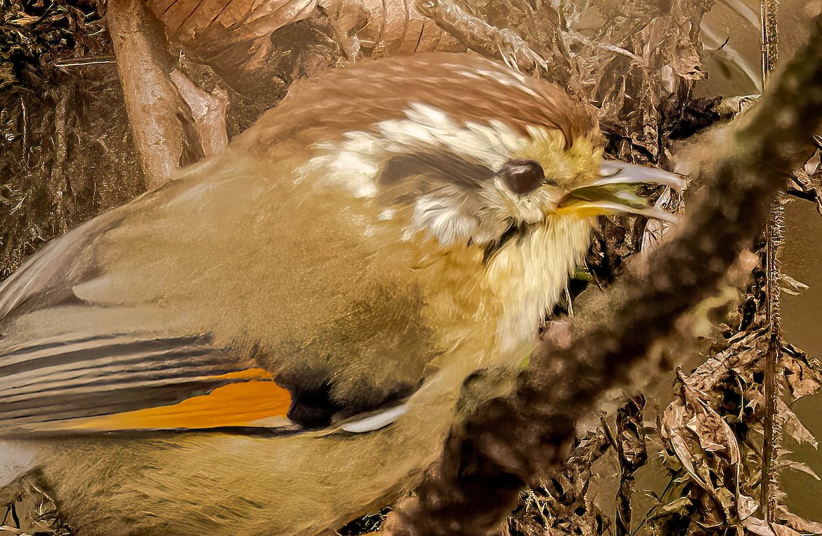 Rufous-winged Fulvetta - ML593906051