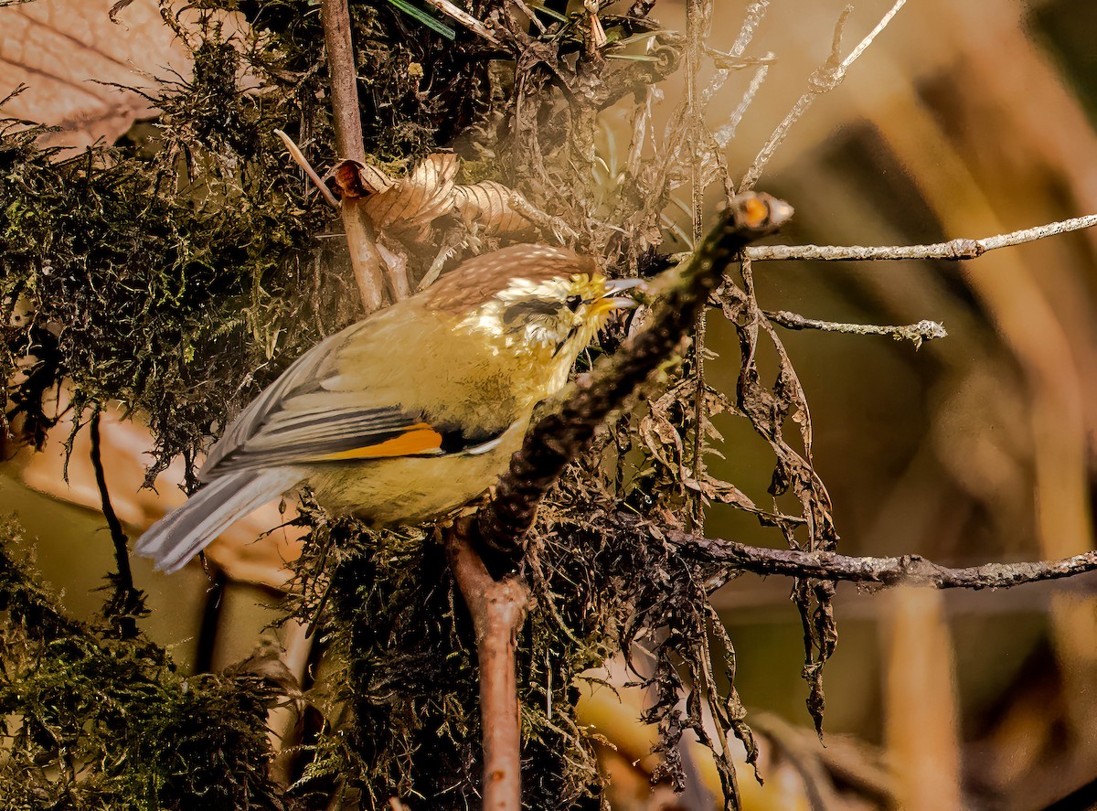 Rufous-winged Fulvetta - ML593906071