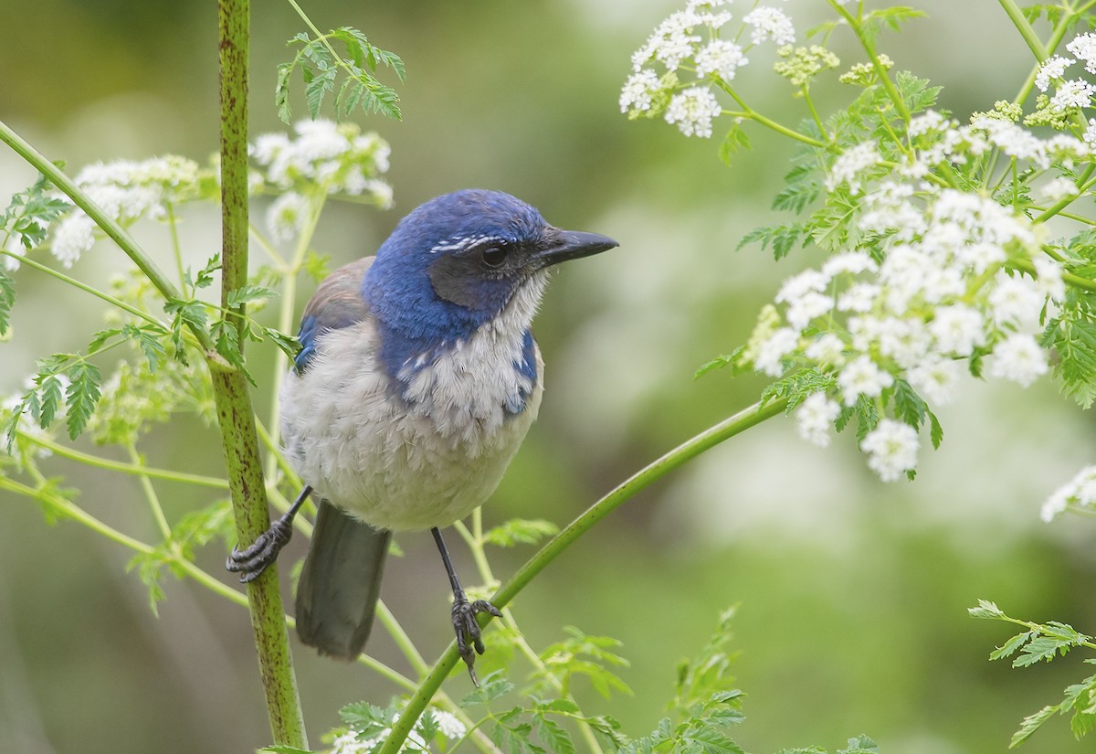 California Scrub-Jay - ML59390691