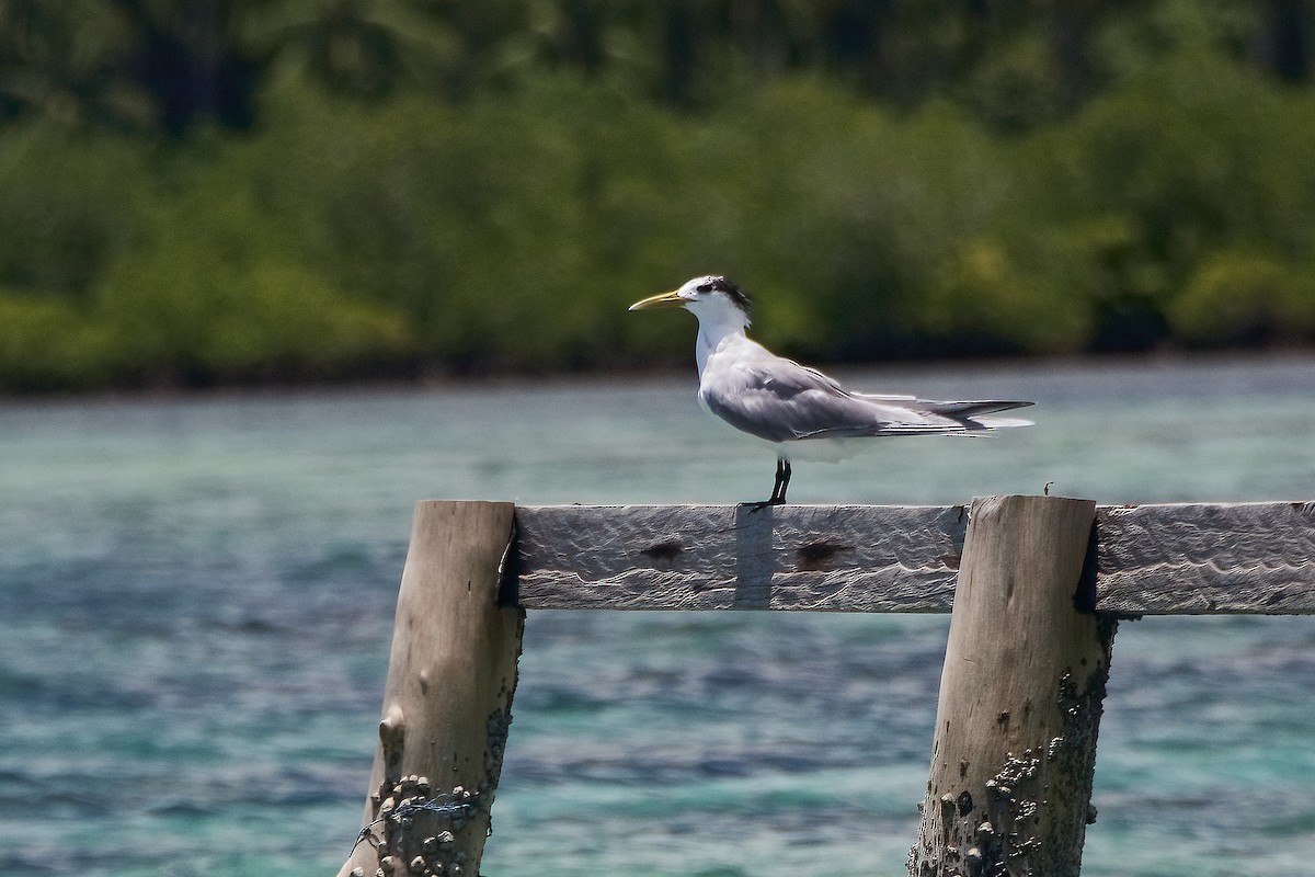 Great Crested Tern - ML593907281