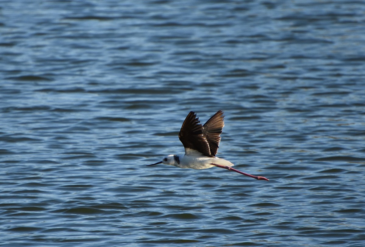 Pied Stilt - ML593907411