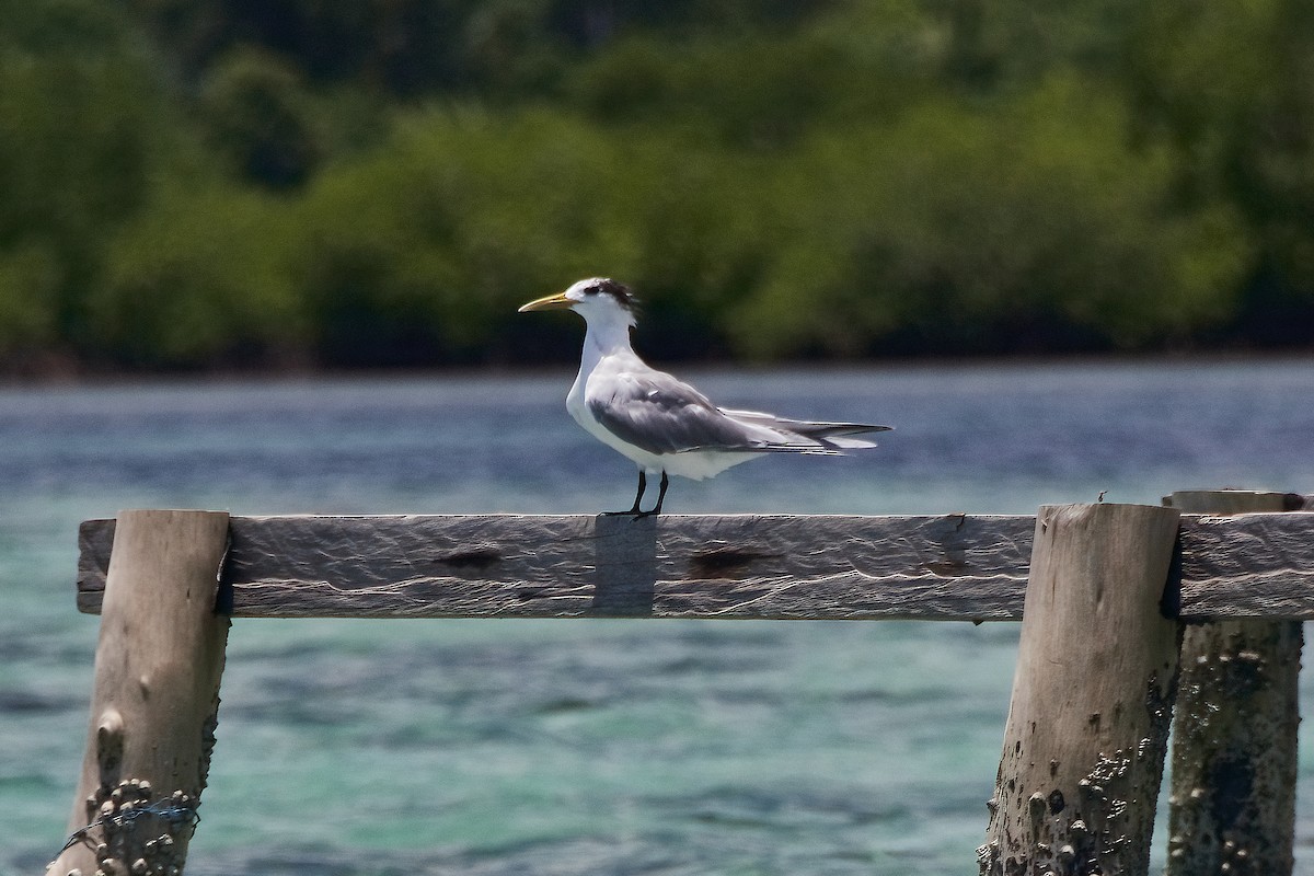 Great Crested Tern - ML593907501