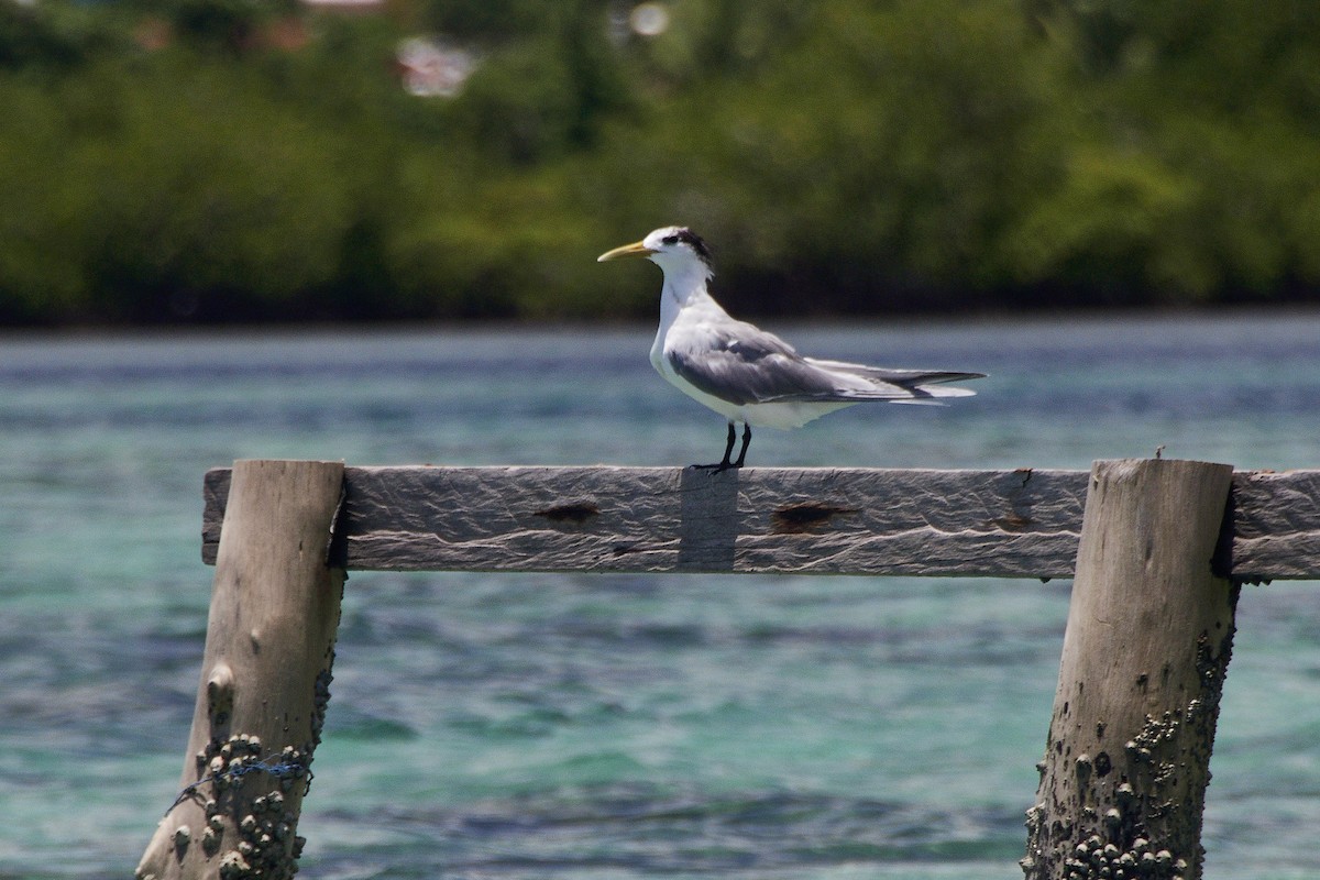 Great Crested Tern - ML593907511