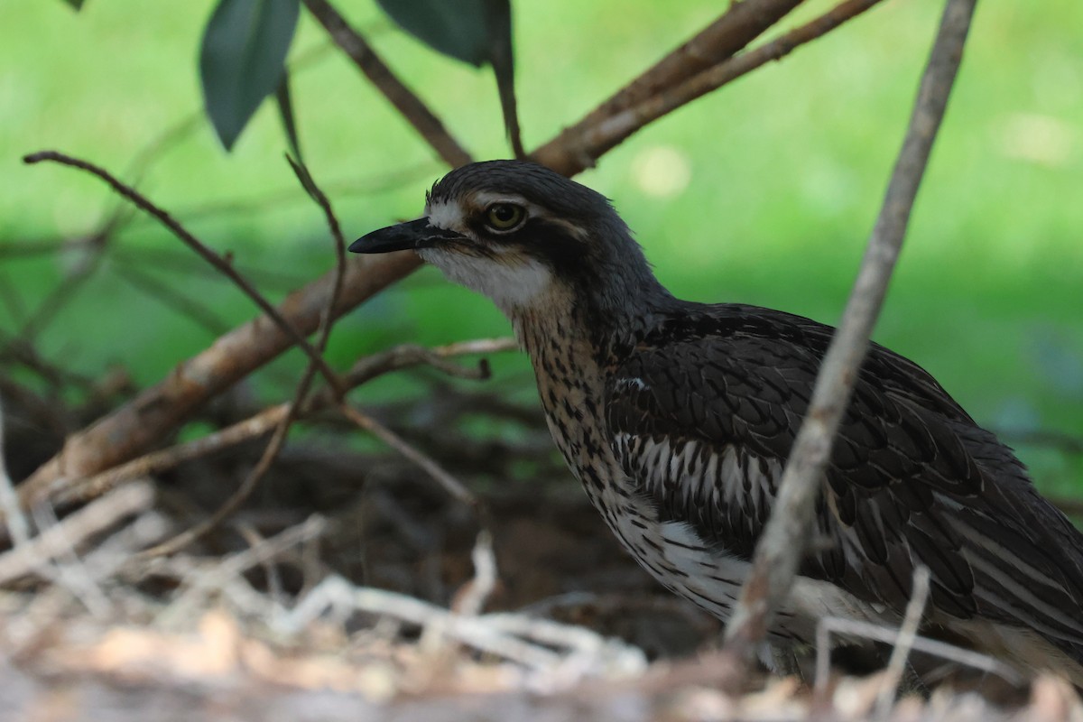 Bush Thick-knee - ML593908101