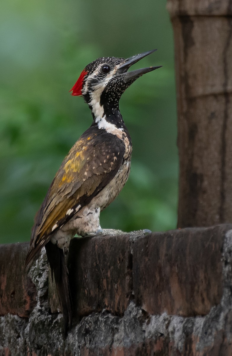 Black-rumped Flameback - ML593908621