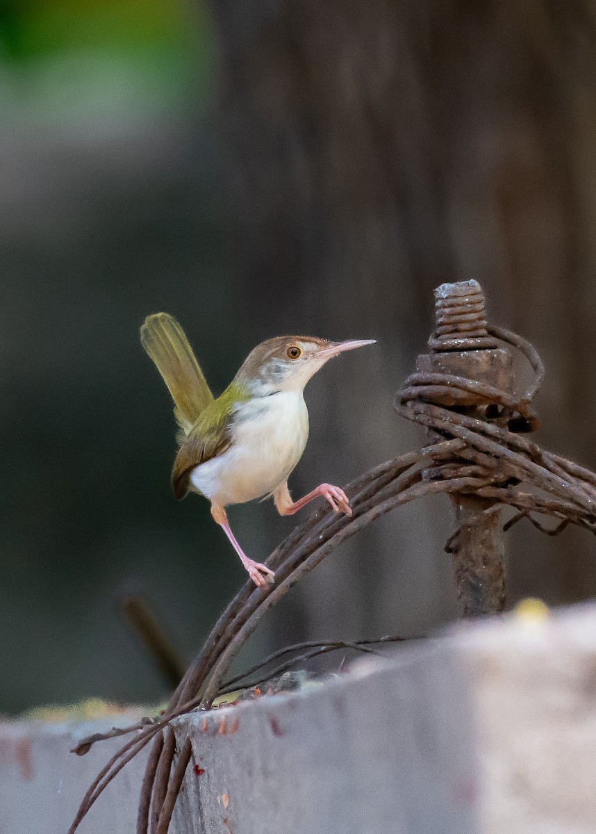 Common Tailorbird - ML593908791