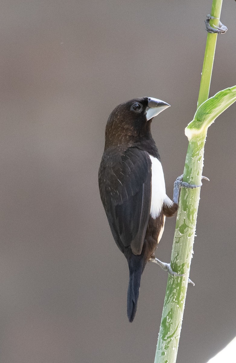 White-rumped Munia - Joel  Ranjithkumar