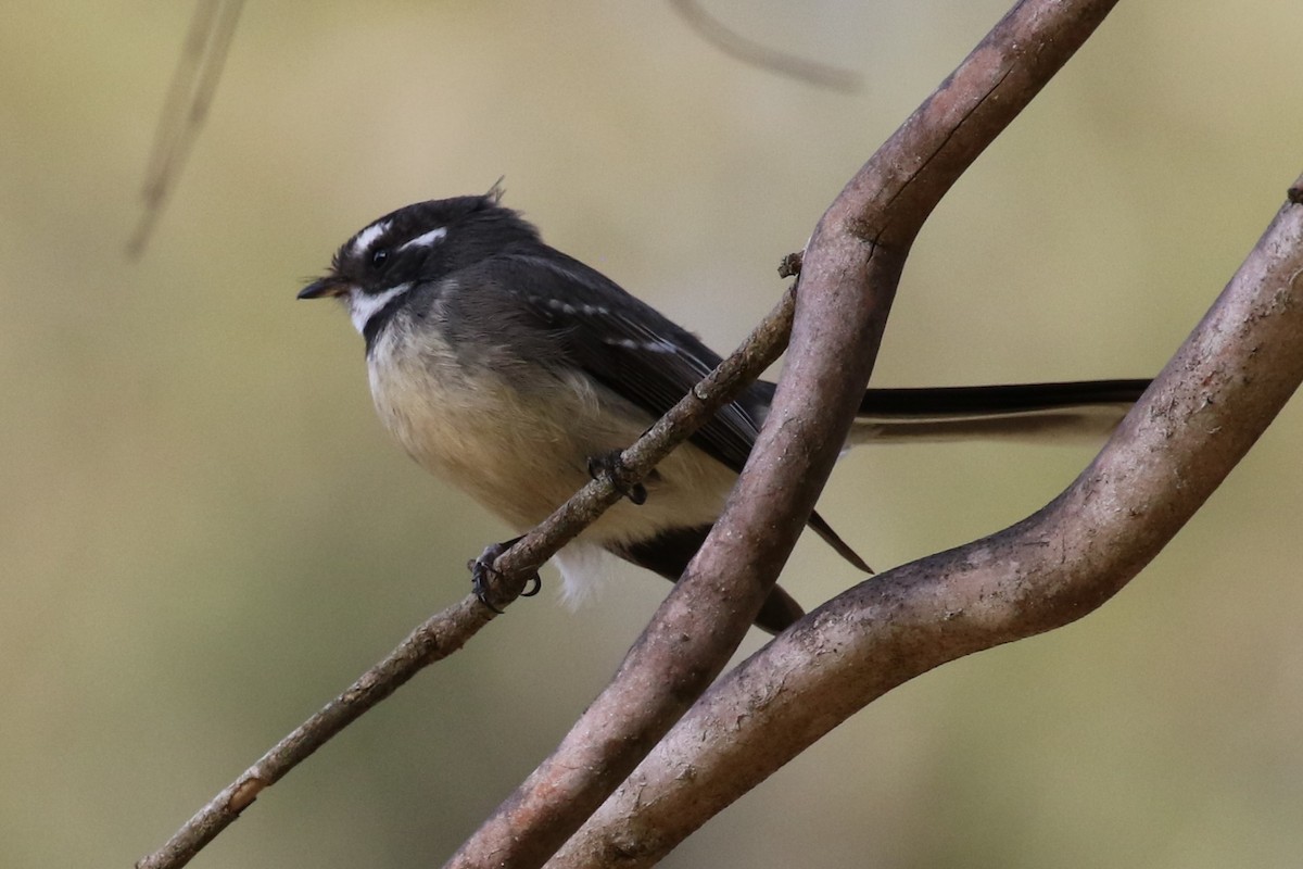 Gray Fantail - ML593908911