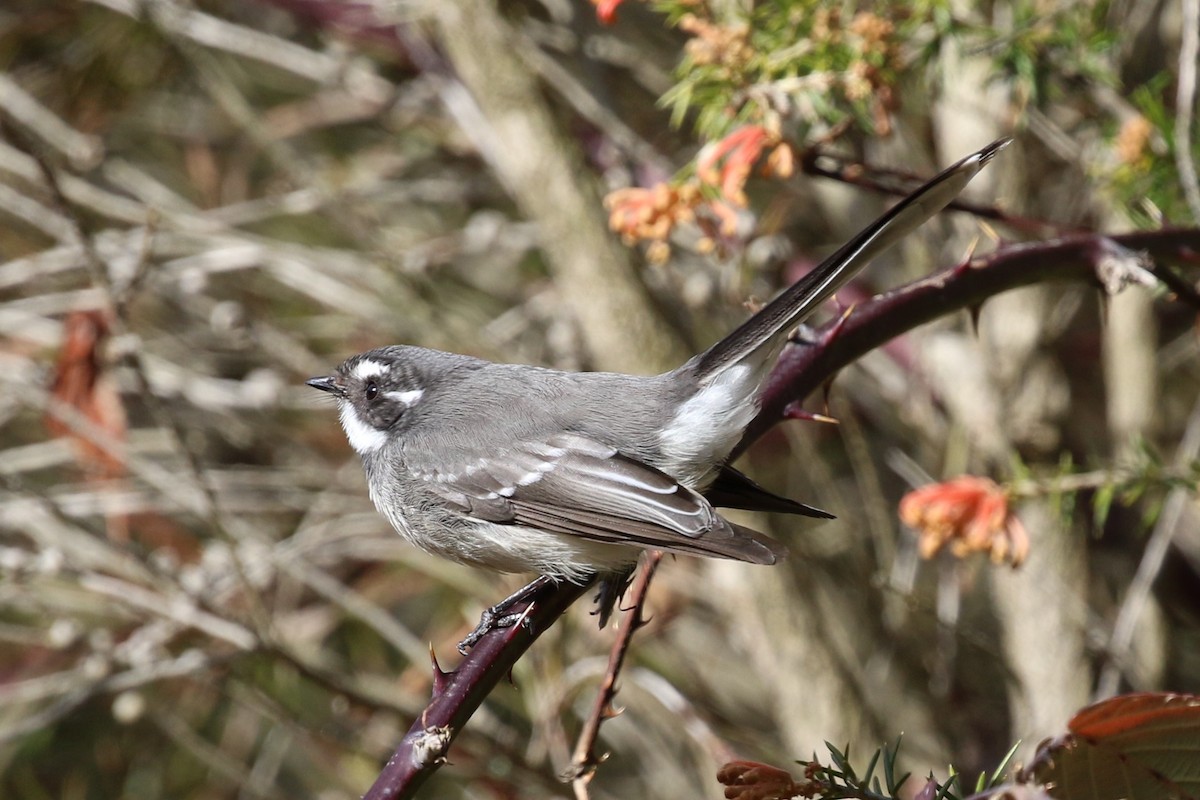 Gray Fantail - ML593908921