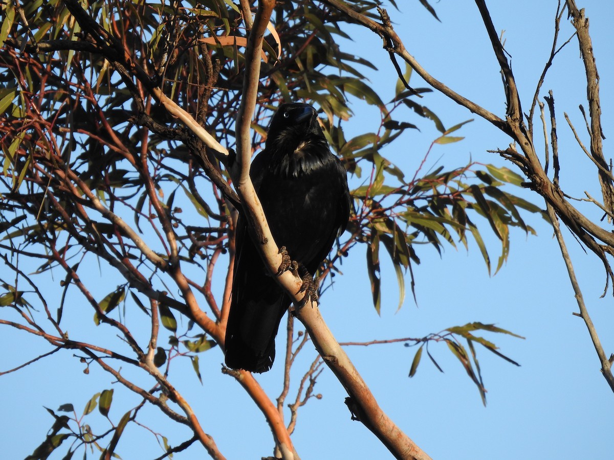 Australian Raven - ML593909371