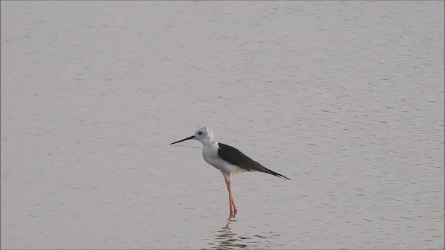 Black-winged Stilt - ML593909581