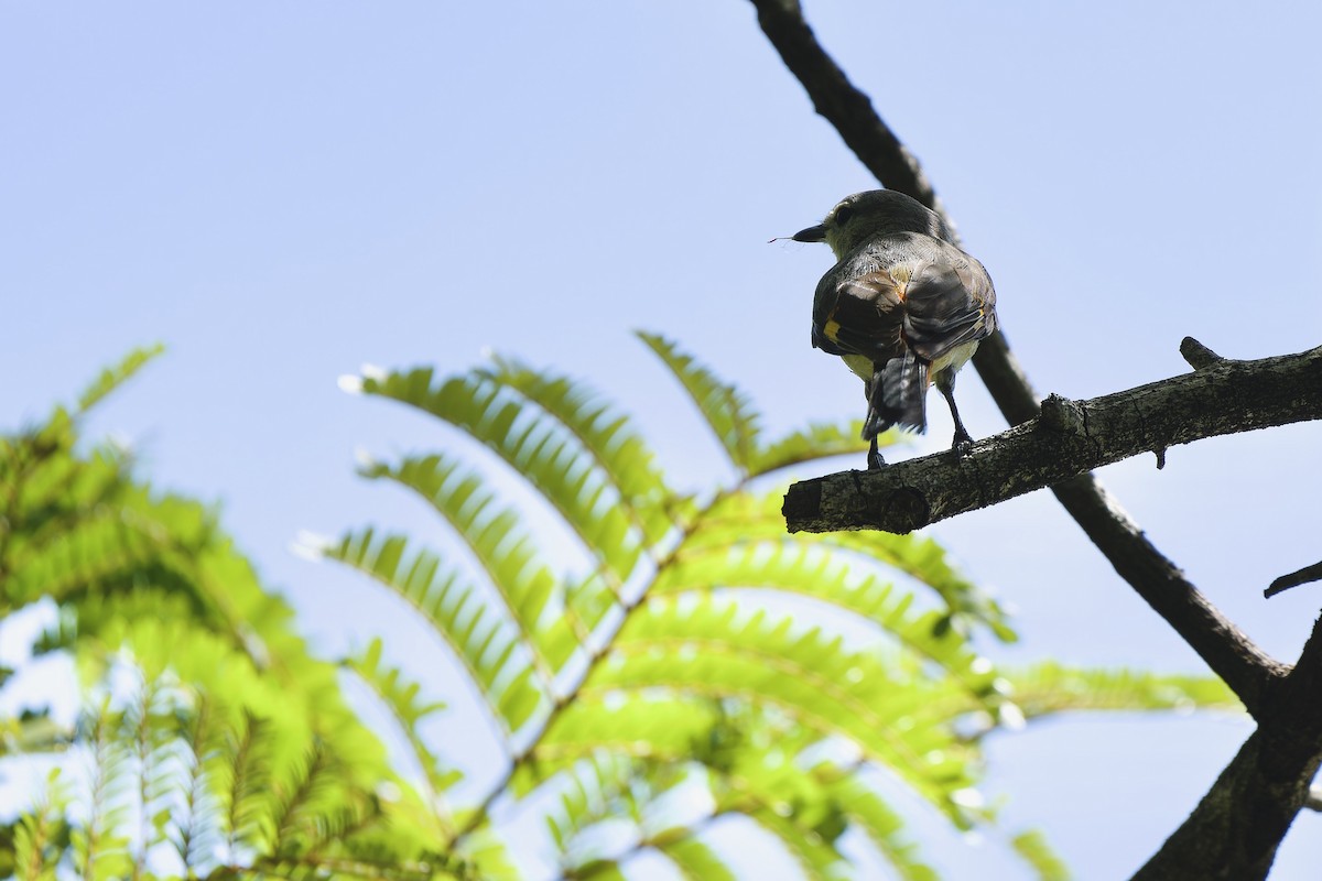 Small Minivet - Sam Hambly