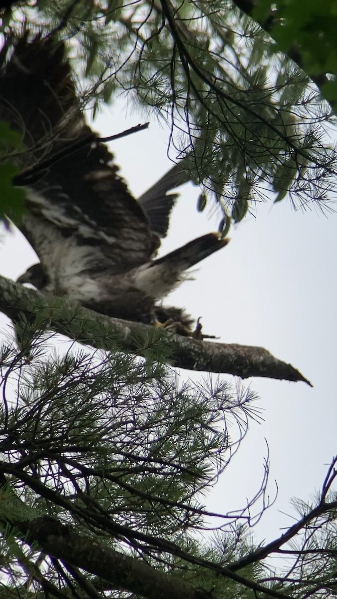 Bald Eagle - ML593911681