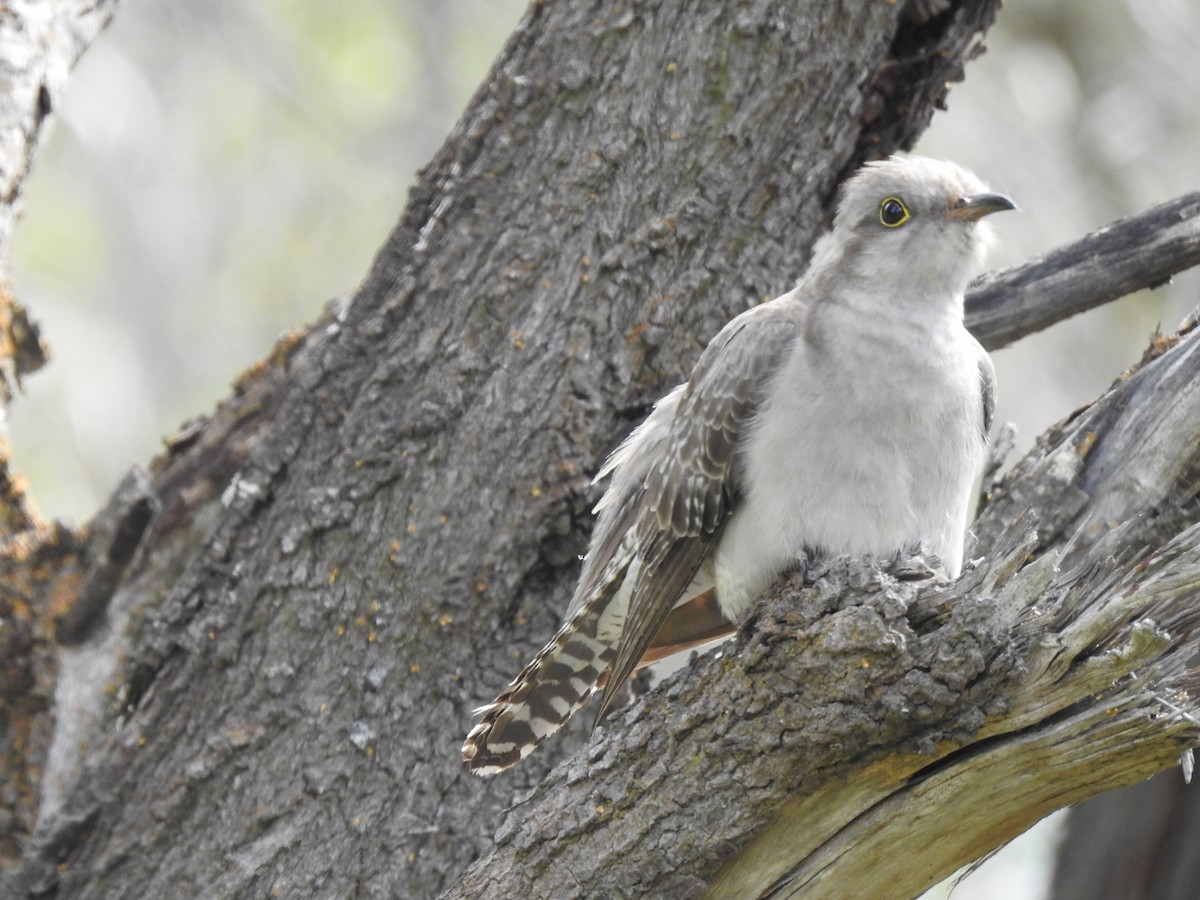 Pallid Cuckoo - ML593912031