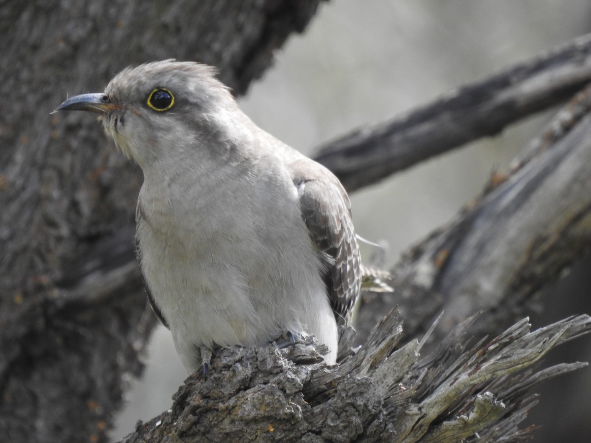 Pallid Cuckoo - Hannah Elliott