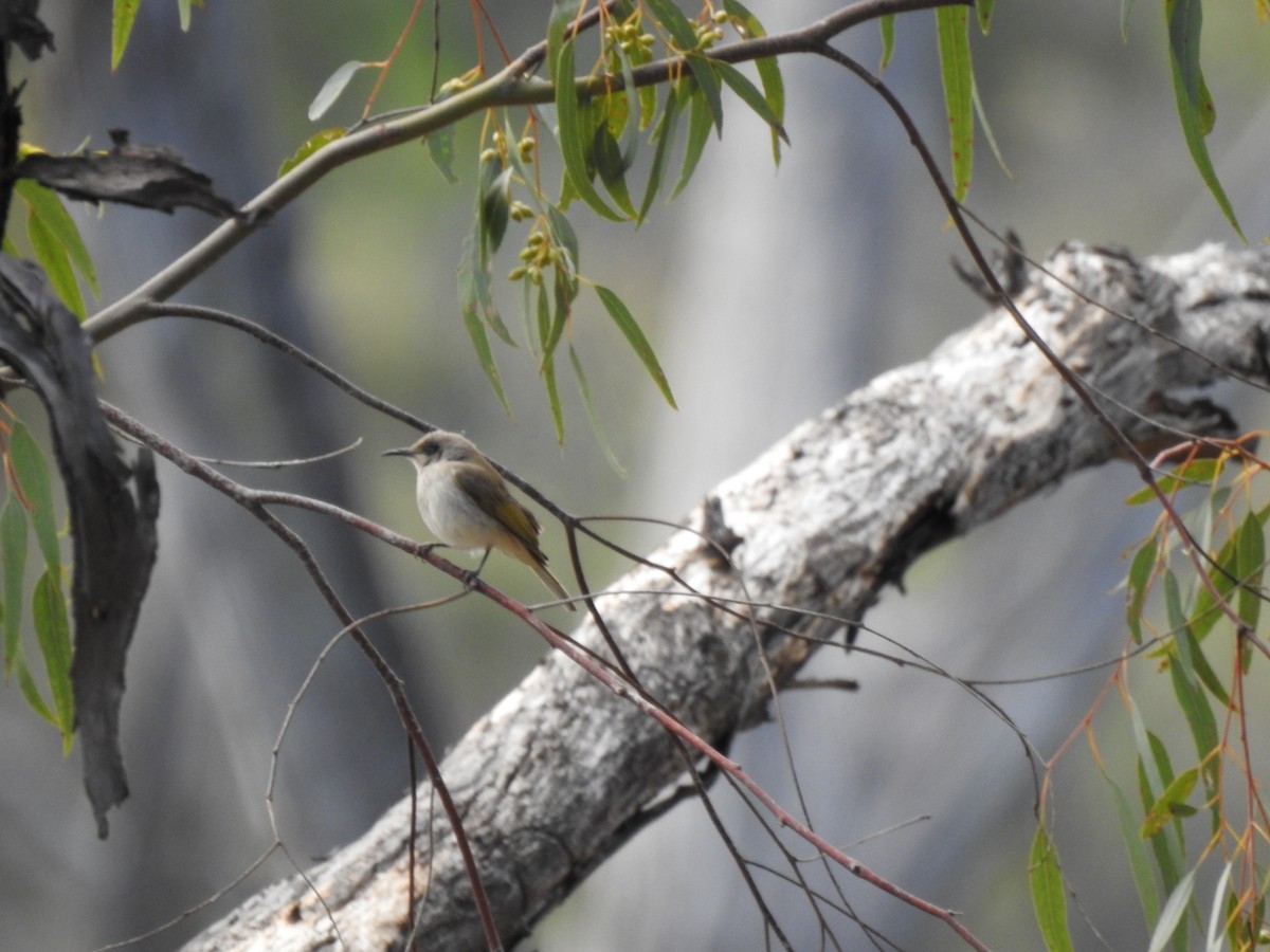 Brown Honeyeater - ML593912101