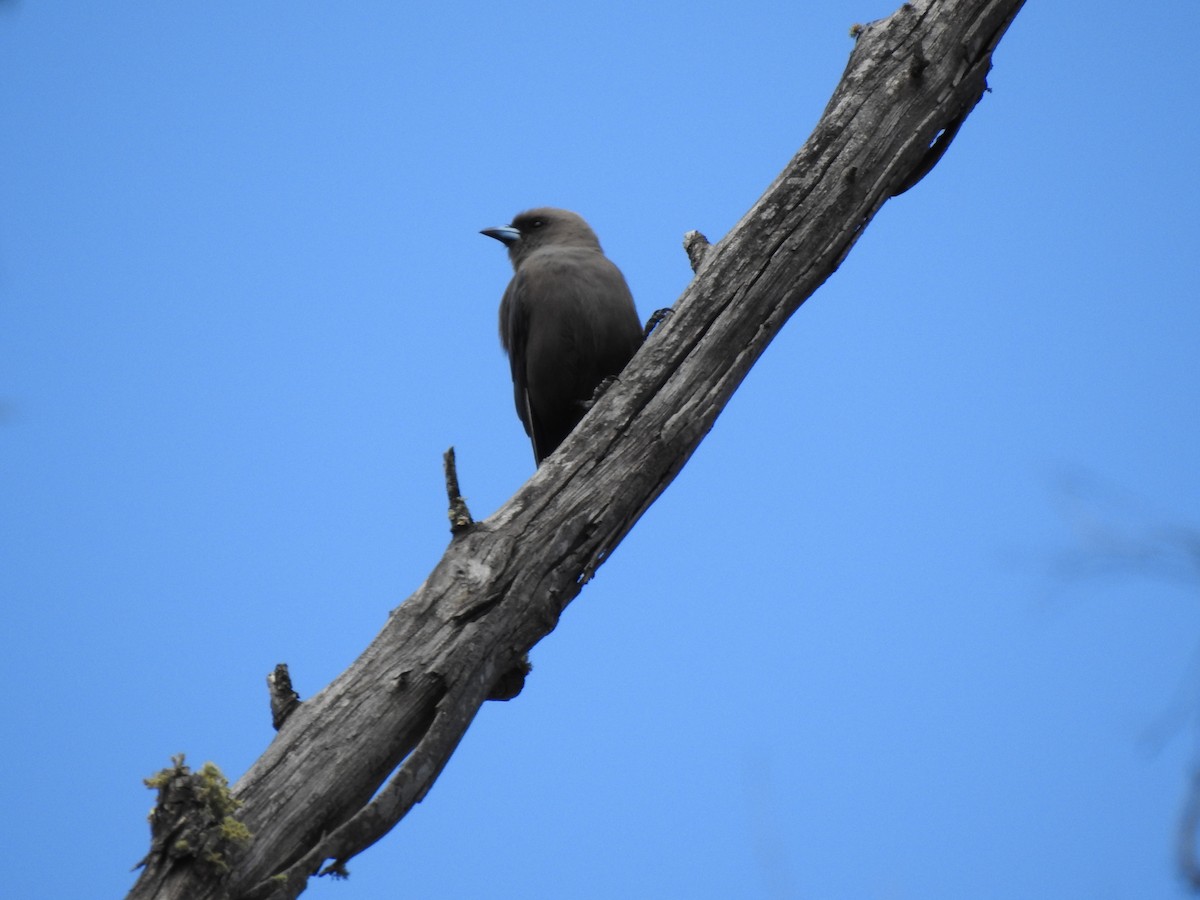 Dusky Woodswallow - ML593912121