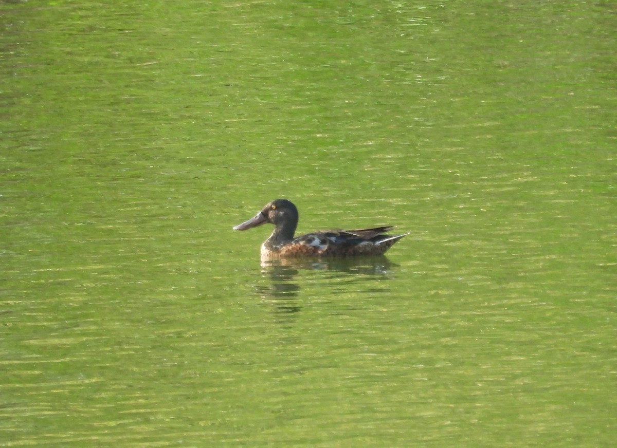 Northern Shoveler - ML593912201