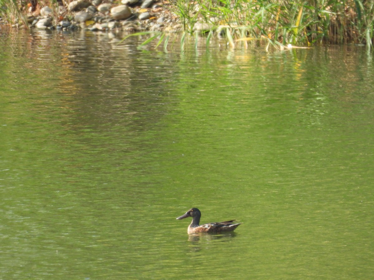 Northern Shoveler - ML593912211