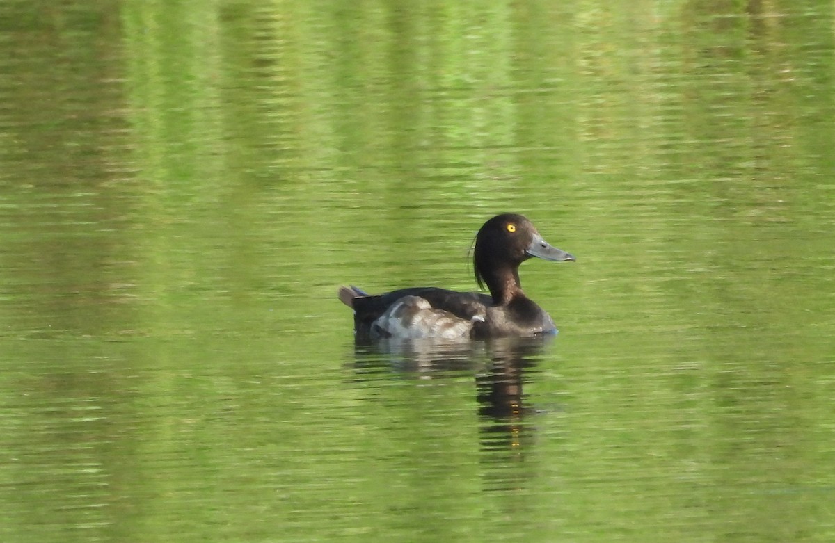 Tufted Duck - Paolo Matteucci