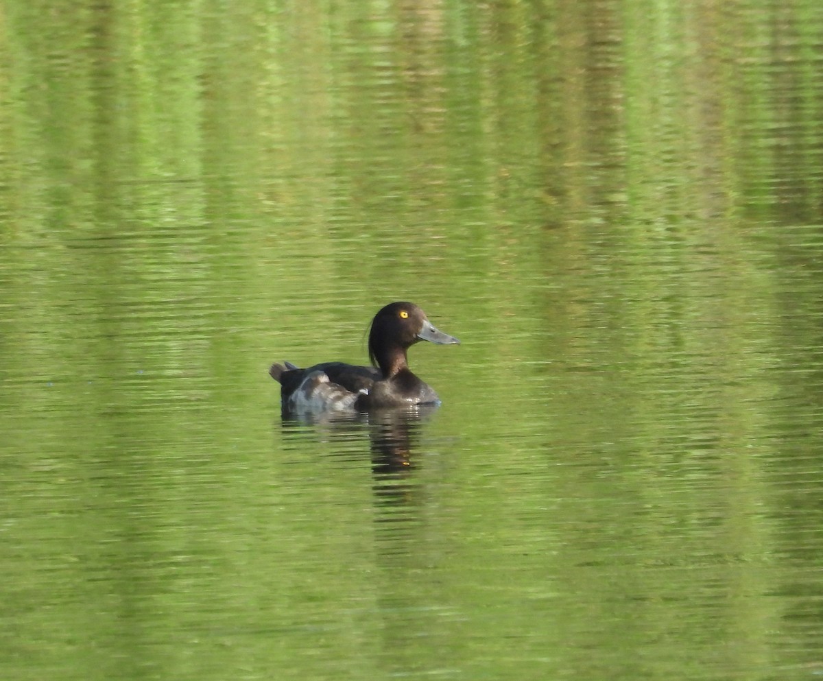 Tufted Duck - Paolo Matteucci