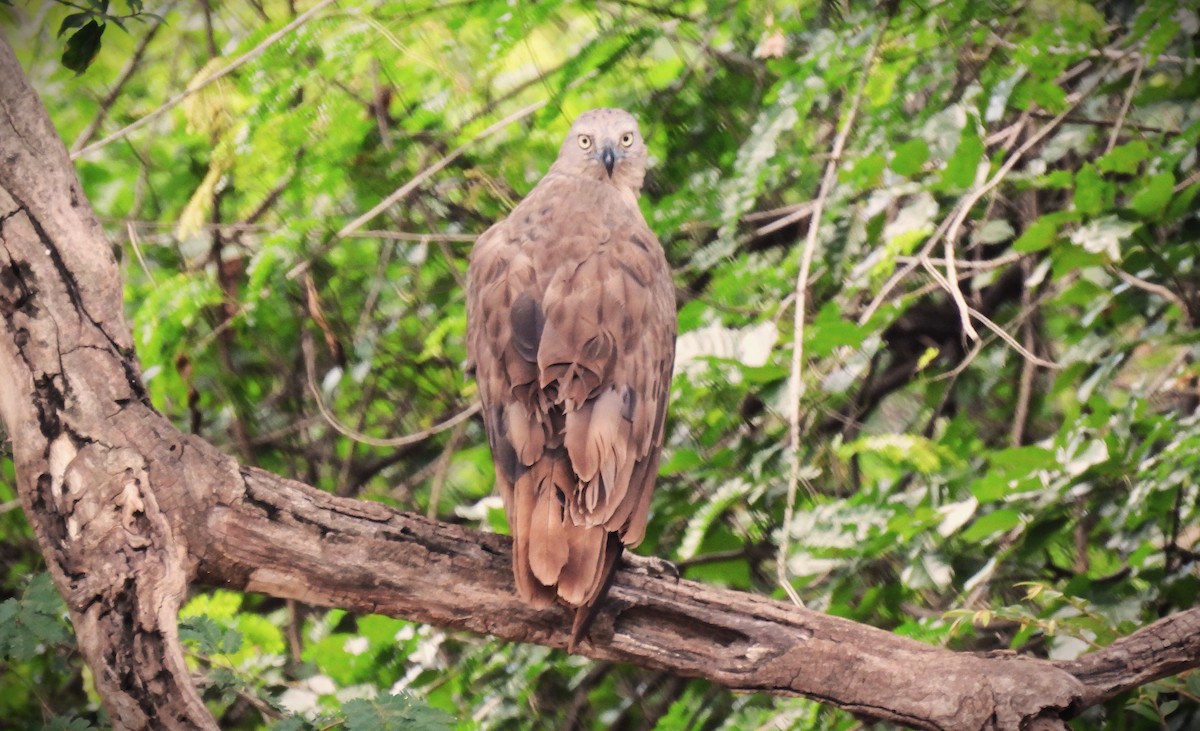 Lesser Fish-Eagle - Harish Rao