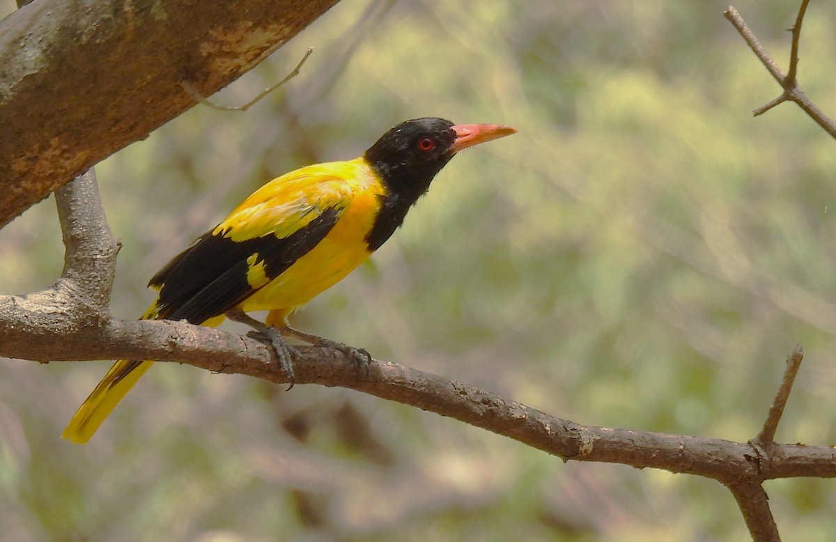 Black-hooded Oriole - ML593913861